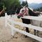حصار مرتع وینیل ضد عفونی کننده پی وی سی سفید 3 مزرعه پلاستیکی ریلی برای مراتع اسب