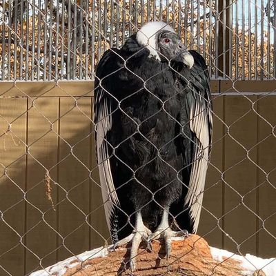 مش سیم طناب از جنس استنلس استیل الماس انعطاف پذیر مش باغ وحش