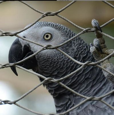 توری طناب سیمی استیل ضد زنگ مقاوم در برابر اشعه ماوراء بنفش با طول عمر بالا و خواص غیر سمی برای حصار باغ وحش و پرنده خانه