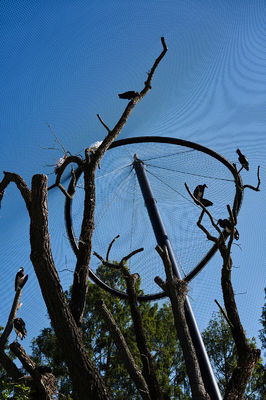 آراستایی دست بافته شده فولاد ضد زنگ سیم کابل میش با 1.5mm / 2mm / 2.5mm قطر سیم و 25 * 25mm / 30 * 30mm / 50 * 50mm میش باز کردن برای Aviary شبکه و باغ وحش میش