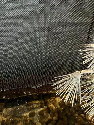 Stainless Steel Decorative Coil Drapery For Waterfall Wall Mesh 